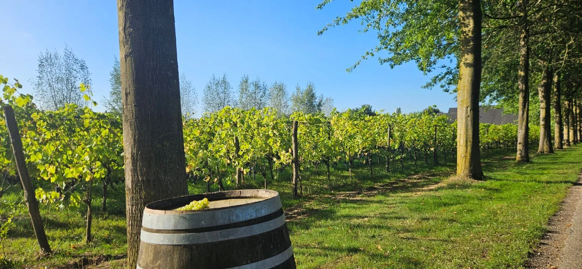 Rijpe blauwe druiven aan de stokken in de wijngaard van Wijngoed Montferland
