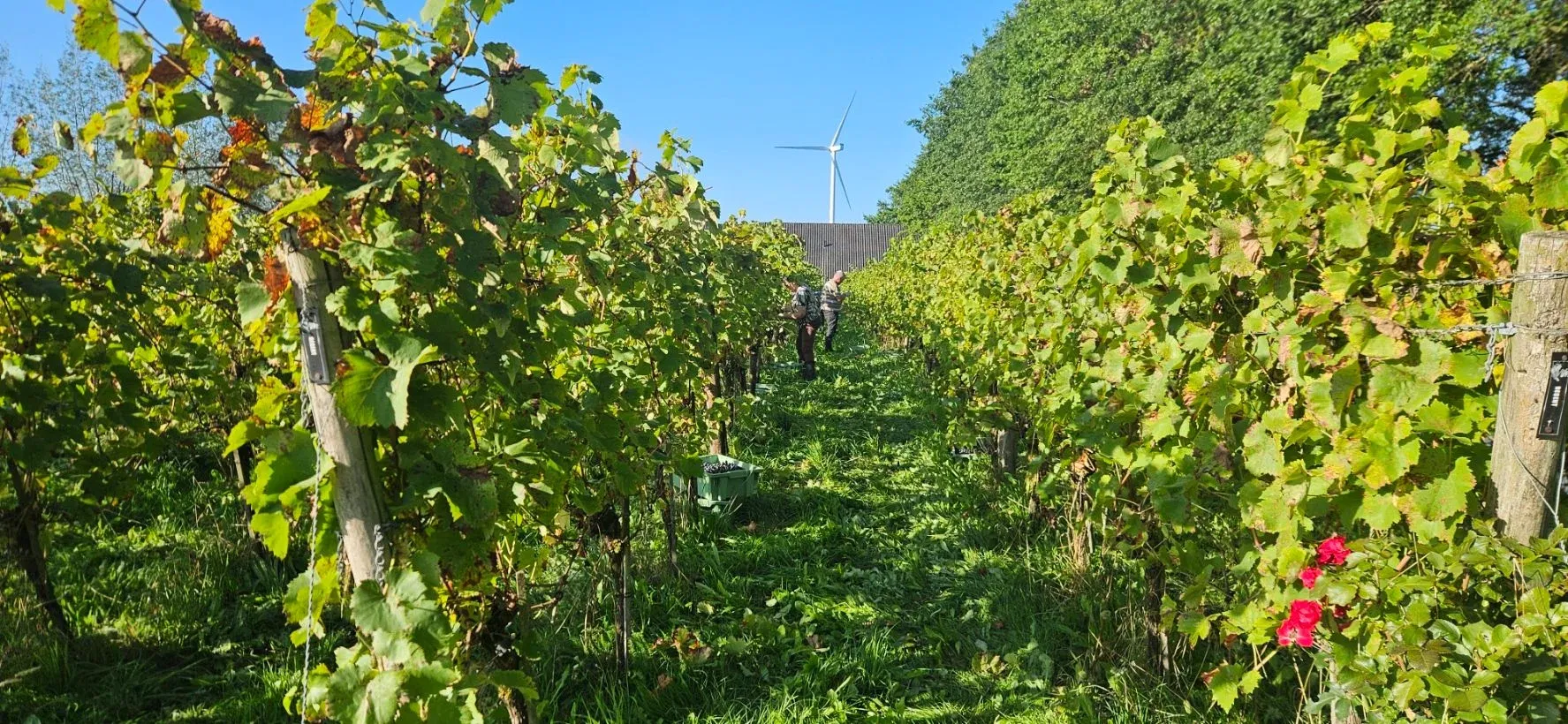 Vrijwilligers plukken met de hand druiven bij Wijngoed Montferland