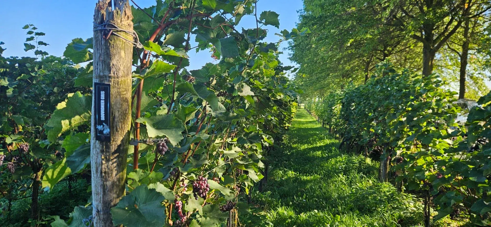 Handmatige druivenoogst in de wijngaard van Wijngoed Montferland