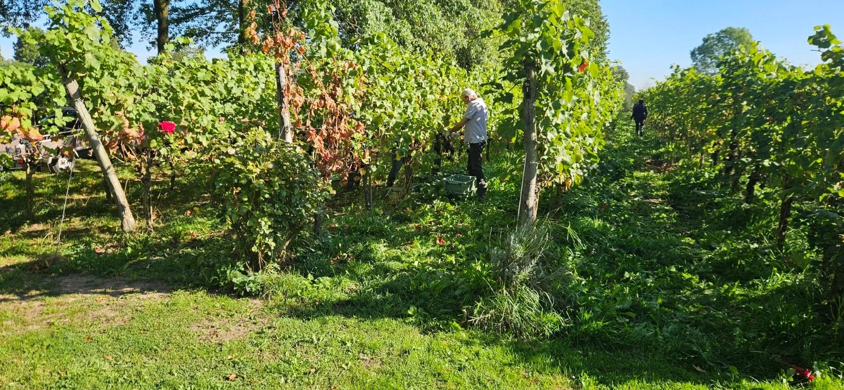 Wijnen van Wijngoed Montferland, waaronder Wals en Kasteel Huis Bergh