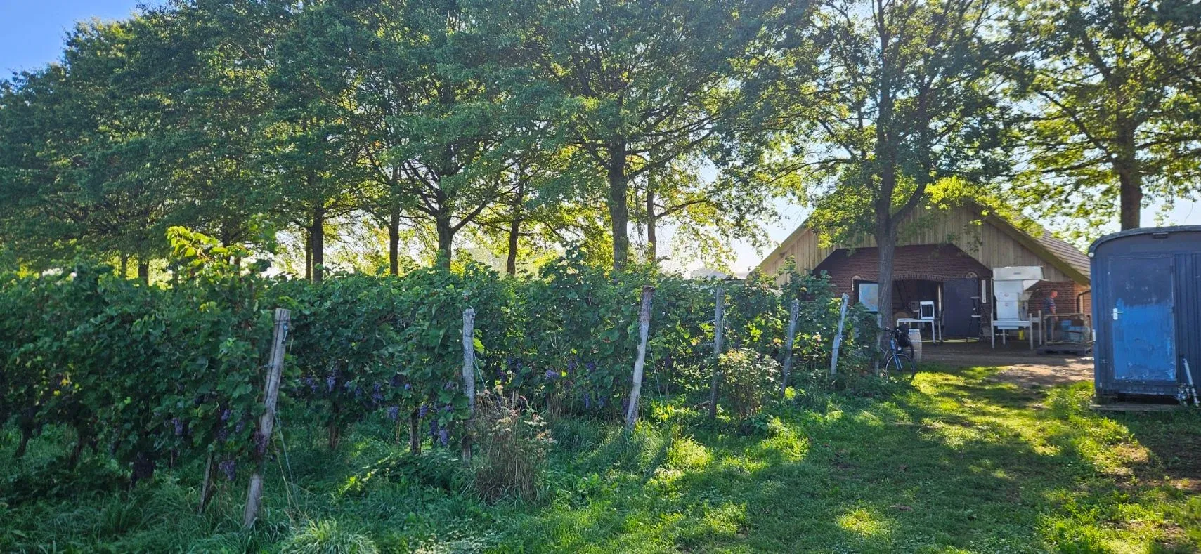 Kwaliteitswijn van Achterhoekse bodem: Wijngoed Montferland sluit zich aan bij OnlyWines